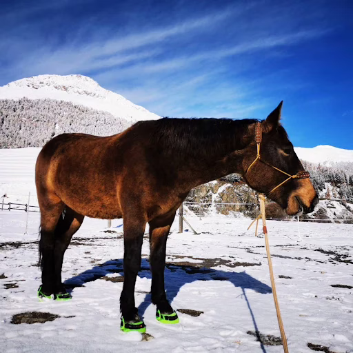 Swiss Galoppers Hufschuhe SG-X im Schnee