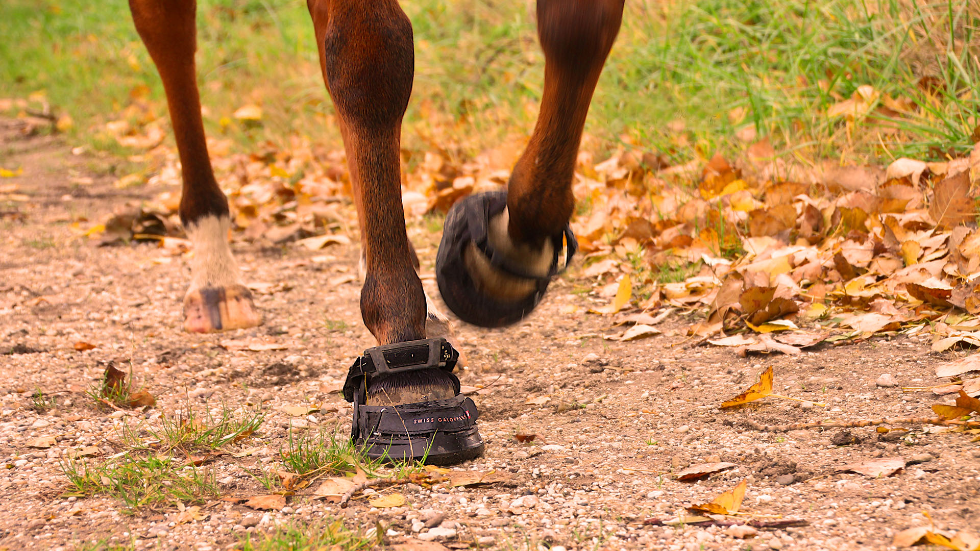 Swiss Galoppers Hufschuhe Banner FAQ